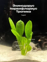 Эхинодорус парвифлориус Тропика (мелкоцветный) (1 куст).