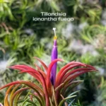 Тилландсия ионанта фуэго Tillandsia ionantha fuego