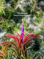 Тилландсия ионанта фуэго Tillandsia ionantha fuego