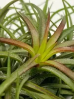 Тилландсия ионанта фуэго Tillandsia ionantha fuego — изображение 4