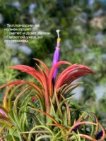 Тилландсия ионанта фуэго Tillandsia ionantha fuego — изображение 2