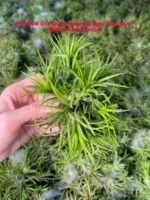 Тилландсия ионанта фуэго Tillandsia ionantha fuego — изображение 5