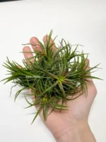 Тилландсия ионанта фуэго Tillandsia ionantha fuego — изображение 6