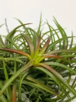 Тилландсия ионанта фуэго Tillandsia ionantha fuego — изображение 8