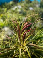 Тилландсия ионанта фуэго Tillandsia ionantha fuego — изображение 9
