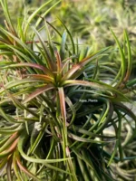 Тилландсия ионанта фуэго Tillandsia ionantha fuego — изображение 10