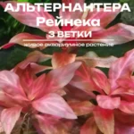 Альтернантера Рейнека (3 ветки). Живое аквариумное растение