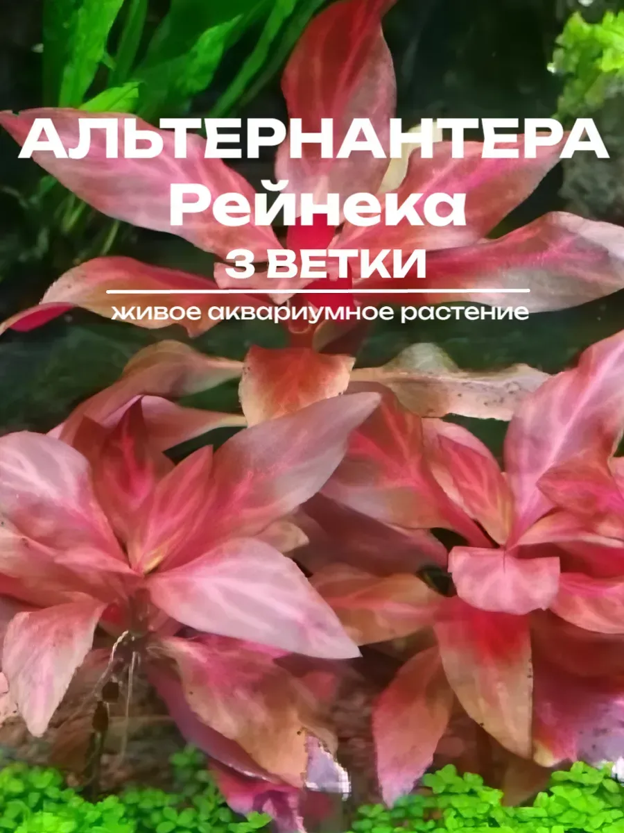 alter-1 Альтернантера Рейнека (3 ветки). Живое аквариумное растение — изображение 1