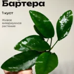 Анубиас Бартера (1 куст). Живое аквариумное растение