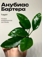 Анубиас Бартера (1 куст). Живое аквариумное растение
