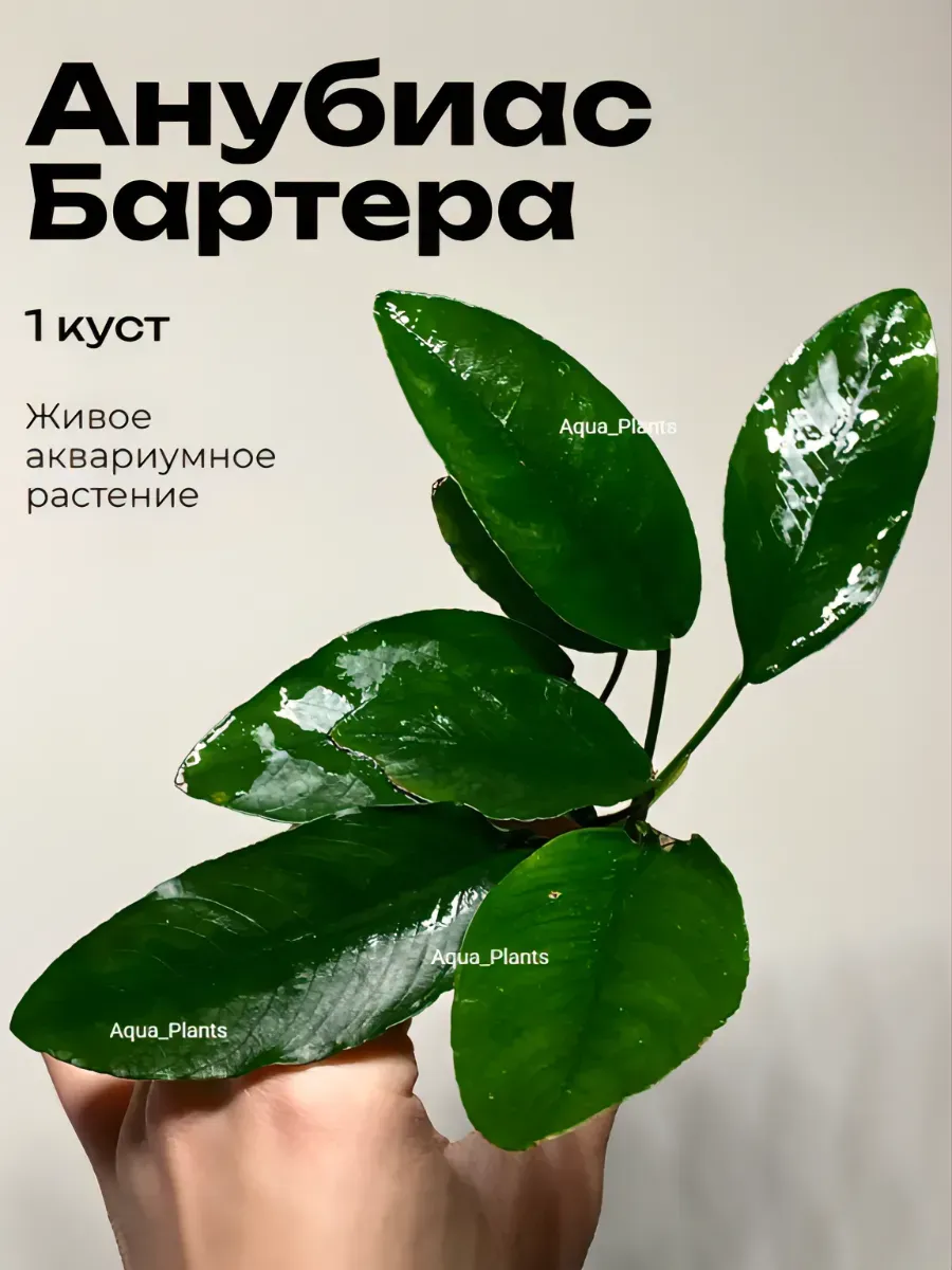 anubias-bartera-1-kust-zhivoe-akvariumnoe-rastenie-1 Анубиас Бартера (1 куст). Живое аквариумное растение — изображение 1