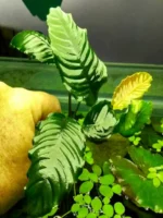 Анубиас бартера кофейнолистный (1 куст) Кофефолия — изображение 5