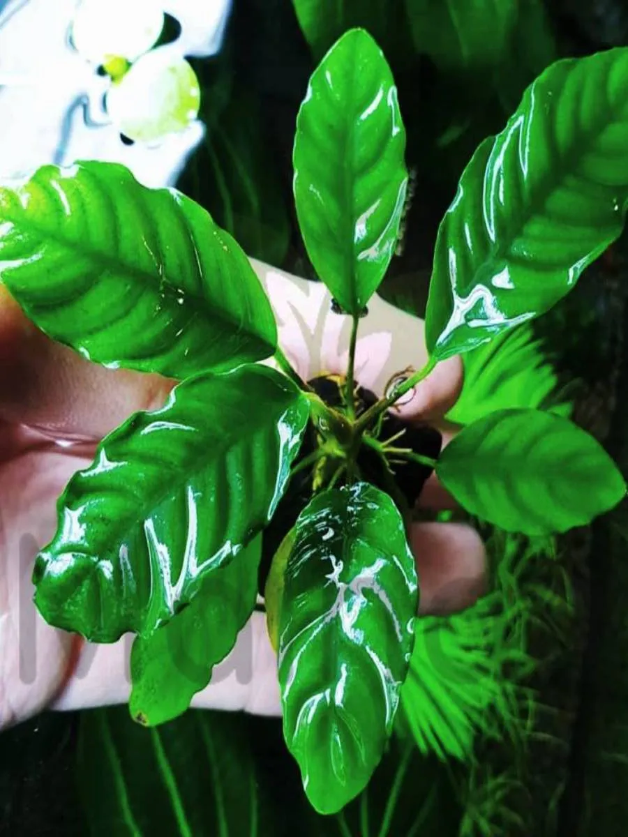 anubias-bartera-kofeynolistnyy-1-kust-kofefoliya-2 Анубиас бартера кофейнолистный (1 куст) Кофефолия — изображение 1