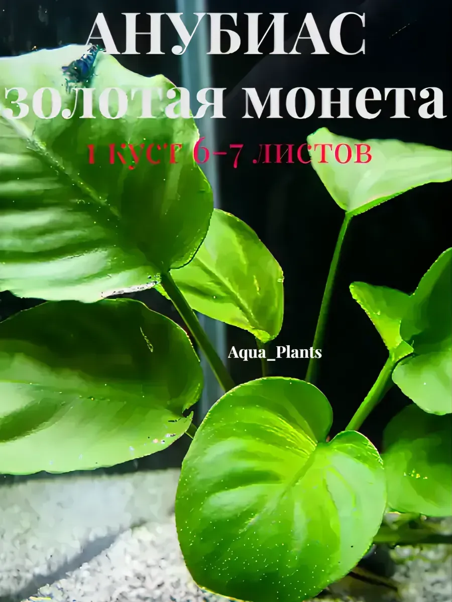 anubias-gold-1 Анубиас Золотая монета (1 куст). Живое аквариумное растение — изображение 1