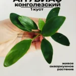 Анубиас конголезский (1 куст).Живое аквариумное растение