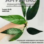 Анубиас ланцетовидный (1 куст).Живое аквариумное растение