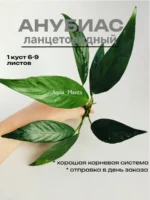 Анубиас ланцетовидный (1 куст).Живое аквариумное растение