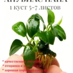 Анубиас нана (1 куст).Живое растение для аквариума