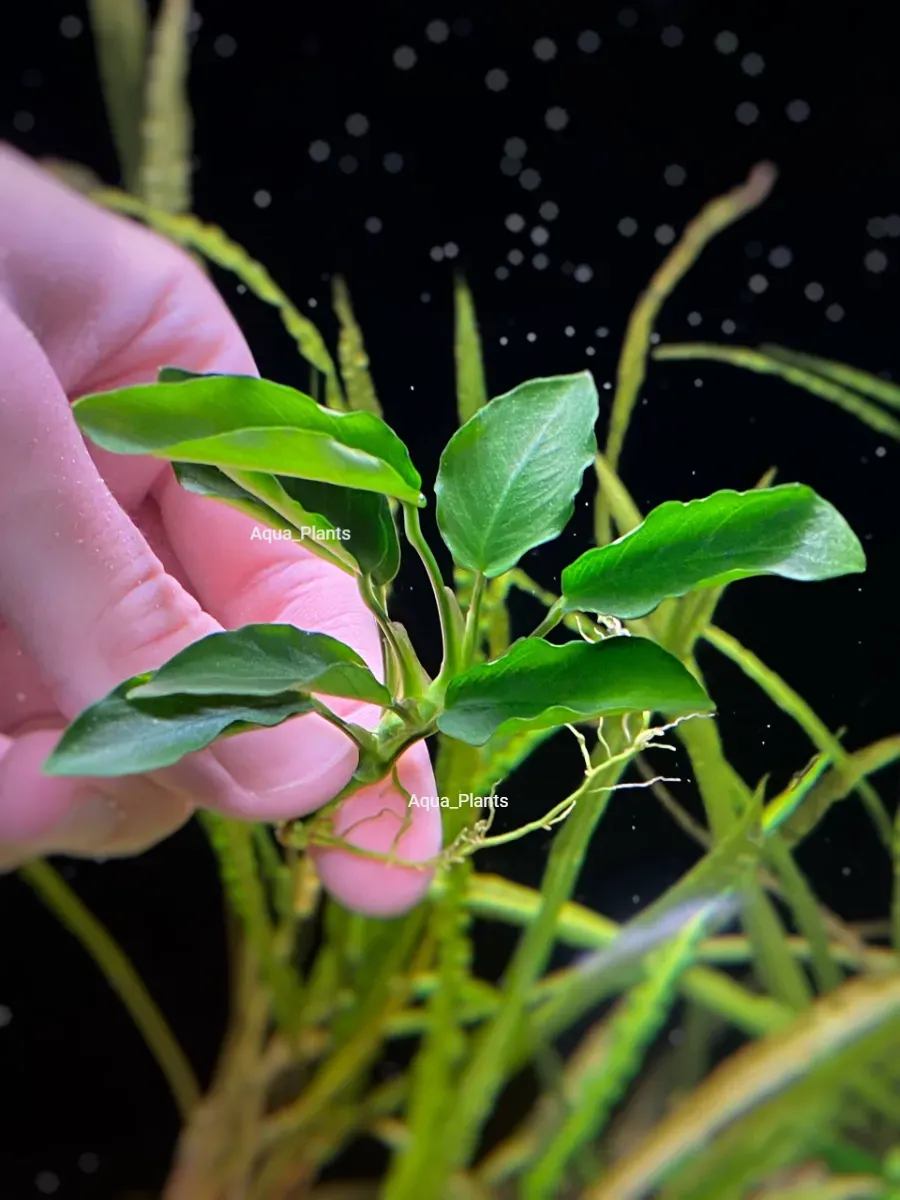 anubias-nana-dlinnaya-volna-1-kust-rasteniya-dlya-akvariuma-3 Анубиас нана длинная волна (1 куст). Растения для аквариума — изображение 1