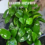 Анубиас нана петит (1 куст).Живое аквариумное растение