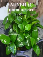 Анубиас нана петит (1 куст).Живое аквариумное растение