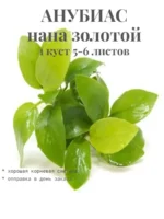 Анубиас нана золотой(нана голд)Живые растения для аквариума