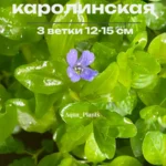 Бакопа Каролинская (3 ветки). Живые растения для аквариума