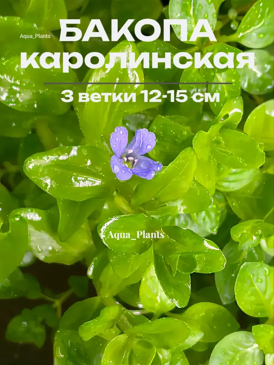 bakopa-karolinskaya-3-vetki-zhivye-rasteniya-dlya-akvariuma-1 Бакопа Каролинская (3 ветки). Живые растения для аквариума — изображение 1