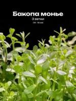 Бакопа Монье (3 ветки). Живые растения для аквариума