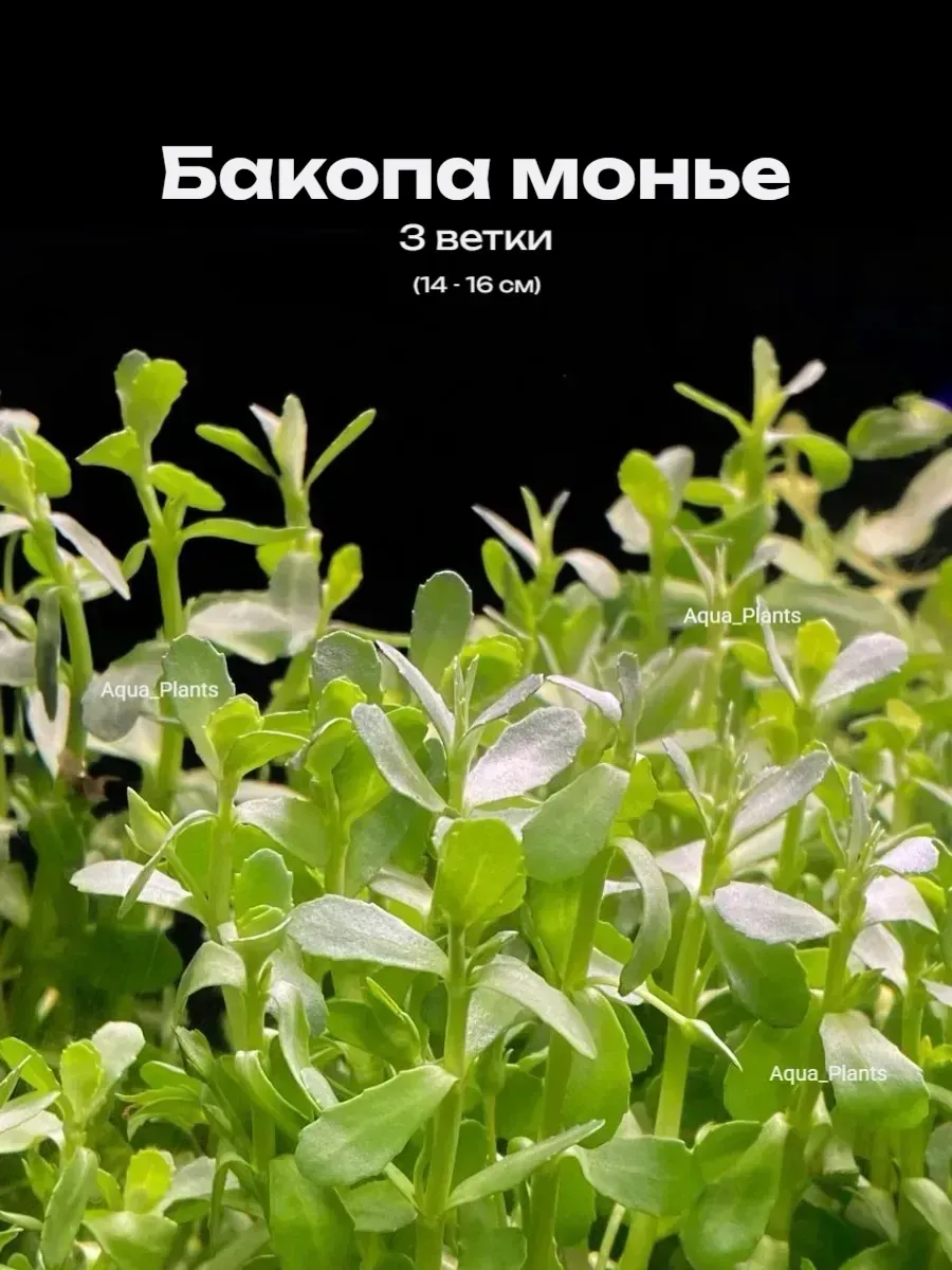 bakopa-mone-3-vetki-zhivye-rasteniya-dlya-akvariuma-1 Бакопа Монье (3 ветки). Живые растения для аквариума — изображение 1