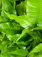 Болбитис гетероклита (1 куст). Живое палюдариумное растение — изображение 10