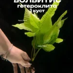 Болбитис гетероклита (1 куст). Живое палюдариумное растение