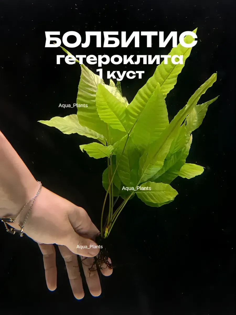 bolbitis-geteroklita-1-kust-zhivoe-palyudariumnoe-rastenie-4 Болбитис гетероклита (1 куст). Живое палюдариумное растение — изображение 1