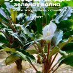 Буцефаландра Зеленая волна 1 куст Bucephalandra sp.GreenWave