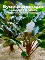 Буцефаландра Зеленая волна 1 куст Bucephalandra sp.GreenWave