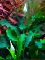 Буцефаландра Зеленая волна 1 куст Bucephalandra sp.GreenWave — изображение 3