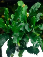 Буцефаландра Зеленая волна 1 куст Bucephalandra sp.GreenWave — изображение 4