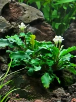 Буцефаландра Зеленая волна 1 куст Bucephalandra sp.GreenWave — изображение 5