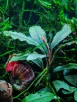 Буцефаландра Зеленая волна 1 куст Bucephalandra sp.GreenWave — изображение 6