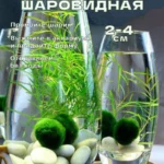 Кладофора шаровидная живая