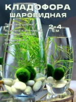 Кладофора шаровидная живая