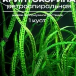 Криптокорина живая Ретроспиралис обратноспиральная