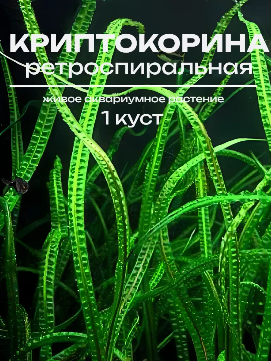 criptokorina-retro-1 Криптокорина живая Ретроспиралис обратноспиральная — изображение 1