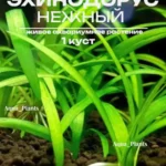 Эхинодорус нежный тенеллус. Живое аквариумное растение