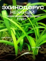 Эхинодорус нежный тенеллус. Живое аквариумное растение