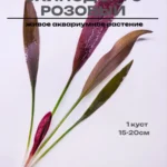 Эхинодорус живой для аквариума - аквариумные растения