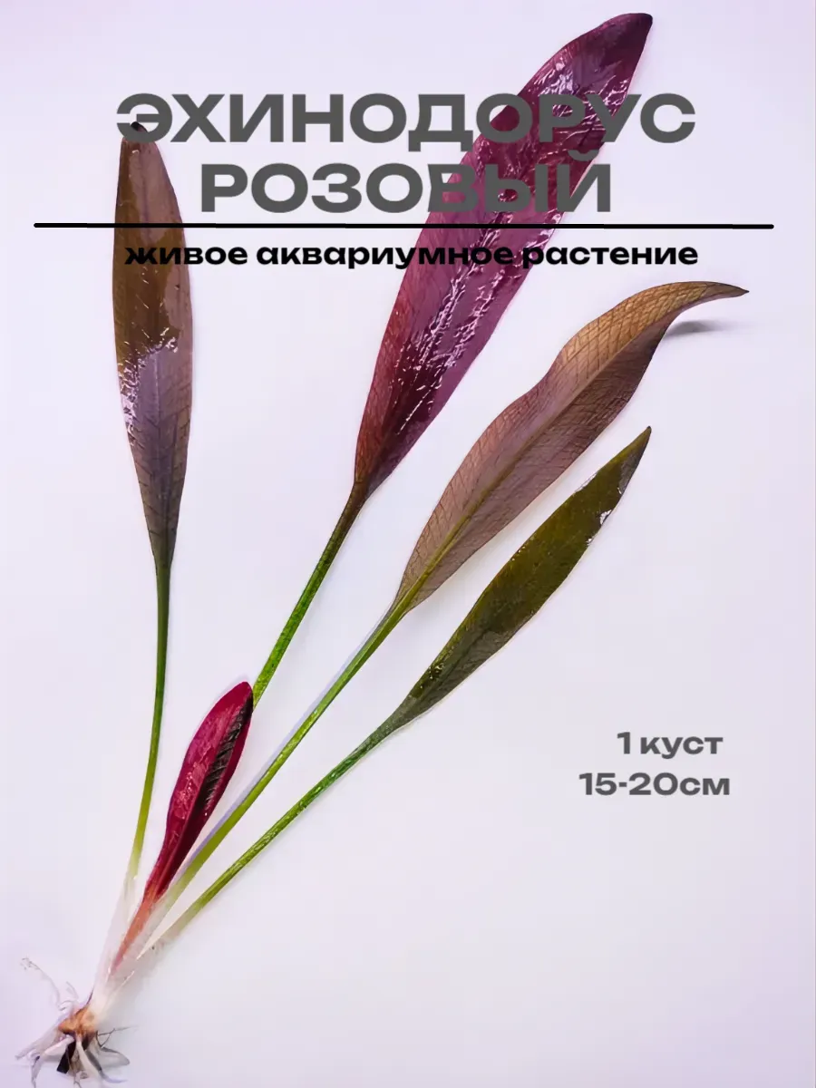 ehinodorus-zhivoy-dlya-akvariuma-akvariumnye-rasteniya-1 Эхинодорус живой для аквариума - аквариумные растения — изображение 1