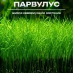 Элеохарис Парвулус (Парвула). Живое аквариумное растение
