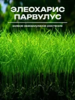 Элеохарис Парвулус (Парвула). Живое аквариумное растение