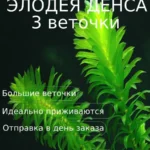 Элодея денса 3 ветки Живые растения для аквариума